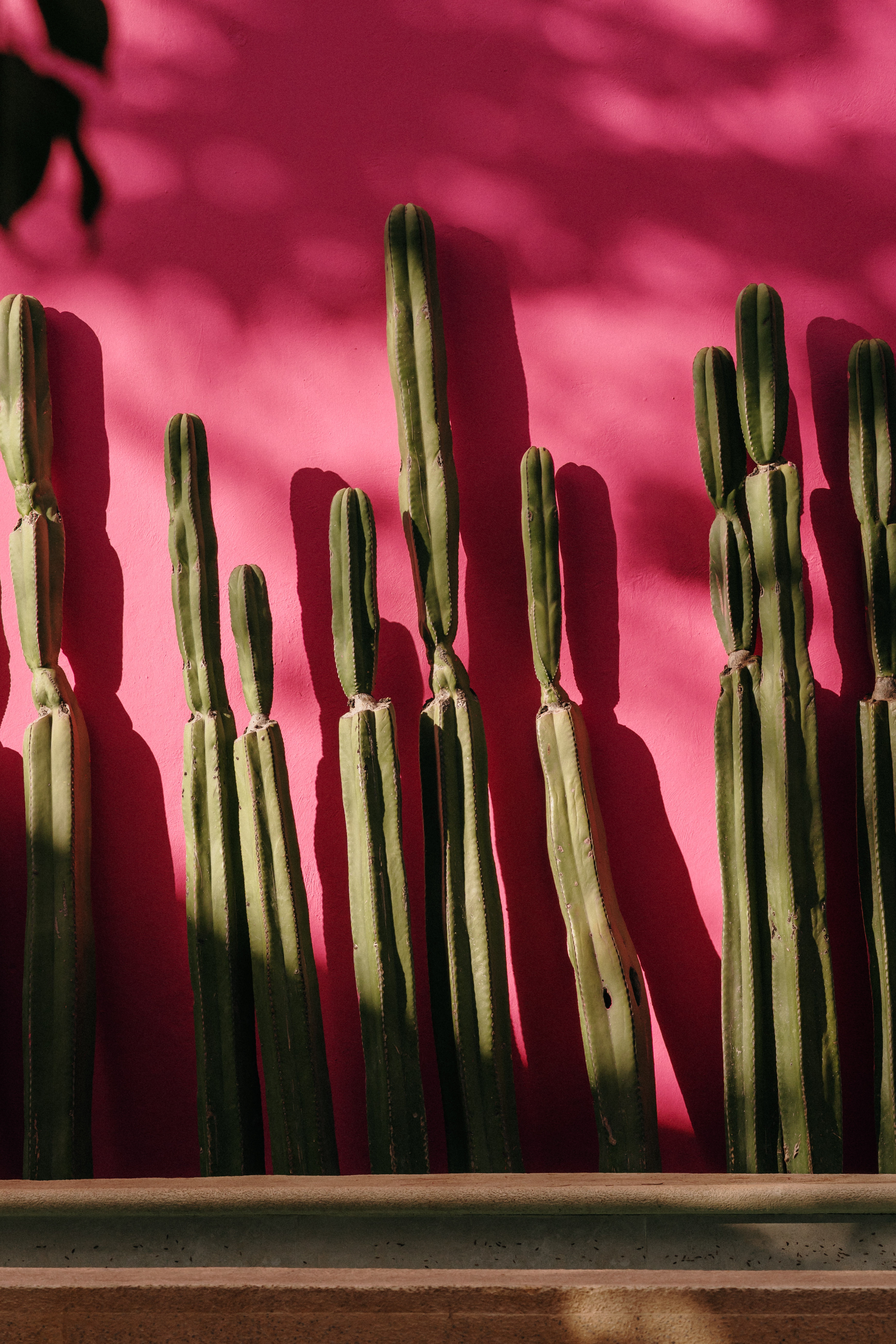 Rosa Mate Banner